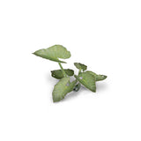 GamersGrass: Laser Plants - Elephant Ear (GGLP-EE)