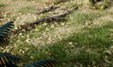 All Game Terrain - Spring Green Weeds (G6449)